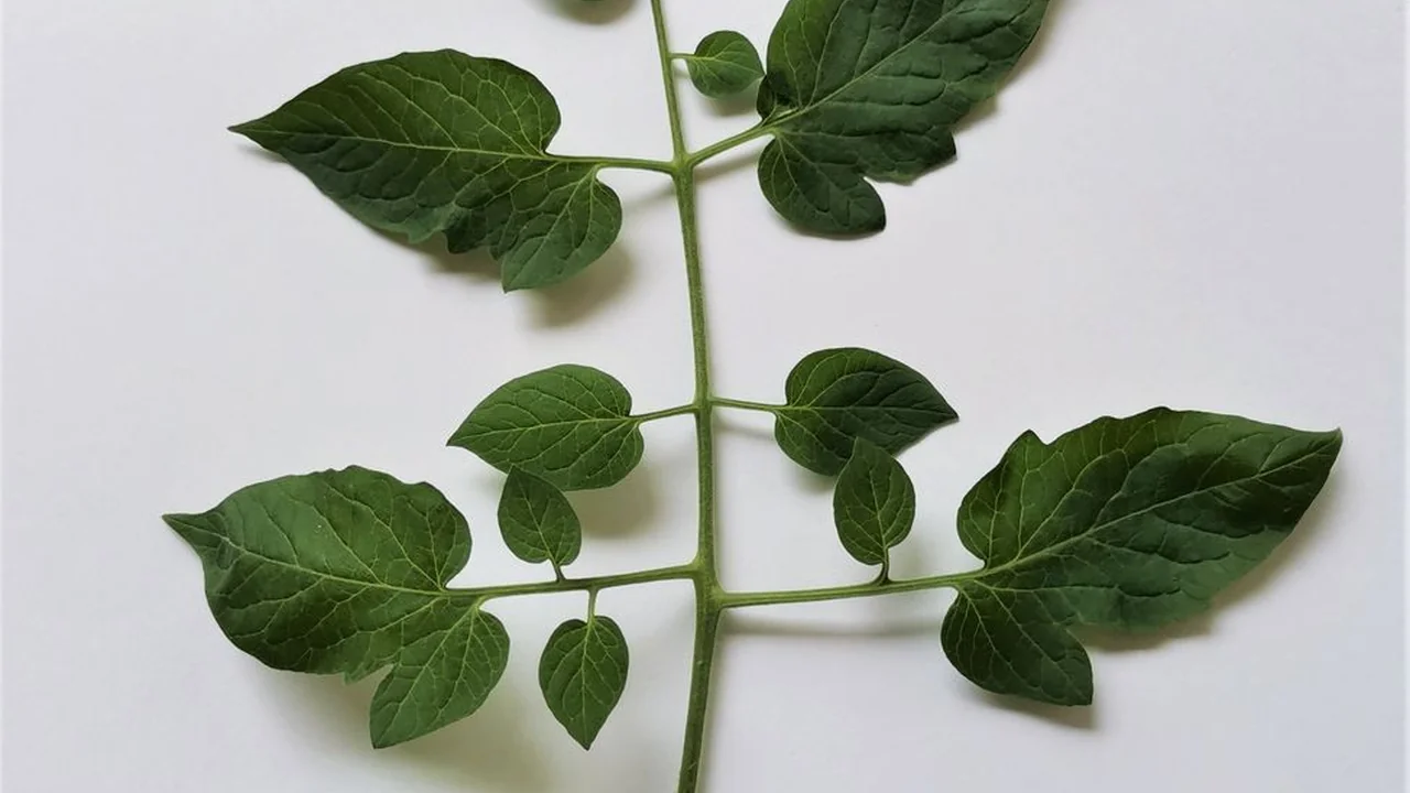 揭开chinahd偷拍的真相与防范